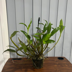 Dendrobium alexandrae × Dendrobium johnsoniae