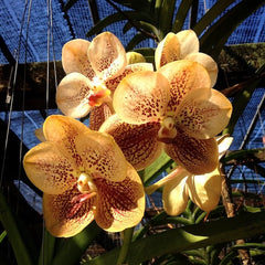 Ascdsa. Kultana Brown Spots x Ascda. Kultana Yellow