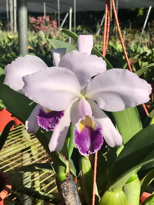 Cattleya warneri coerulea 'Rinata Dihel' x sib