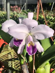 Cattleya warneri coerulea 'Rinata Dihel' x sib