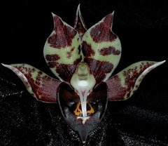 Catasetum Jumbo Eagle