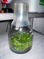 Laelia tenebrosa var alba x self (SPECIES FLASK, ex Taiwan)