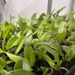 Psychopsis papilio (Butterfly Orchid RARE)