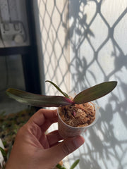 Phal. Sexy Venus 'Leopard' MC (Mottled Leaved)