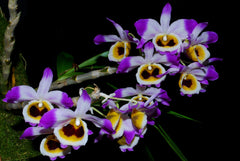 Dendrobium (pendulum 'Black Eyes' X wardianum) Flowering