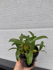 Dendrobium chrysotoxum (Species)