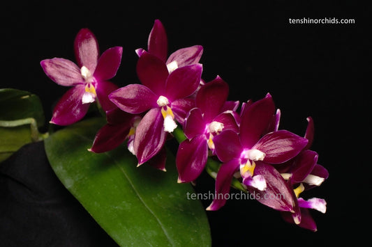 Phalaenopsis tetraspis f. imperatrix (Purple) - Fragrant Species