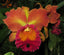 Rlc. Susan Fender 'Cinnamon Stick' (Hybrid Flask - Whiskey Bottle) ex Thailand