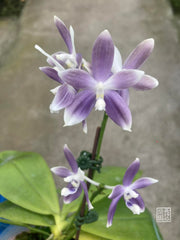 Phal. tetraspis ‘Smurfs‘ MC (Fragrant Species)