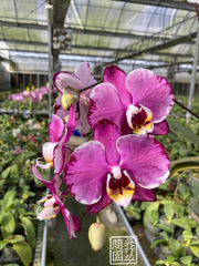 Phal. Joy Angel Voice "Mosaic Glass" MC