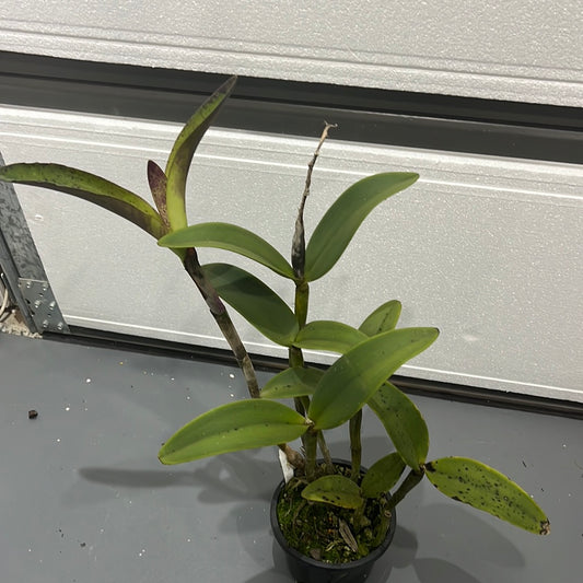 C. amethystoglossa ‘Camino Real’ x H&R Supreme AM/AOS