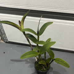 C. amethystoglossa ‘Camino Real’ x H&R Supreme AM/AOS