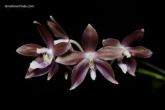 Phal. tetraspis f. livida (Species)