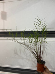 DENDROBIUM HANCOCKII – HONEY FRAGRANCE! (SPECIES)