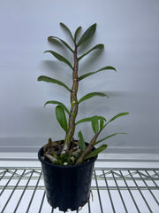 Dendrobium Pulchellum