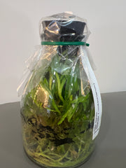 Dendrobium nobile f. cooksonianum (Species Flask - Conical) ex Taiwan