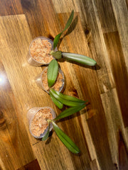 Phalaenopsis Joy Green Triangle (Peloric, Mericlone)