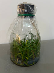 Cattleya Red Doll (MC) (Hybrid Flask - Conical) ex Taiwan