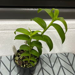 Dendrobium anosmum 'Philippine large flower'