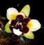 Phalaenopsis Anmio Yellow Bat'AN6601'
