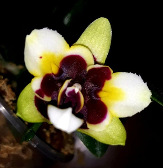 Phalaenopsis Anmio Yellow Bat'AN6601'