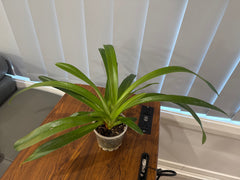 Paphiopedilum hirsutissimum (Species) FLOWERING SIZE