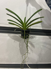 Vanda Adisak Happiness (V. Siam Spots x V. Bitz's Heartthrob)