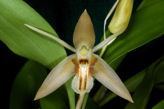 Coelogyne pallens (Species Flask - Plastic Bottle) ex Thailand