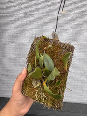 Bulbophyllum Frostii (Fragrant)