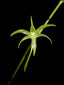 Angraecum calceolus (SPECIES)