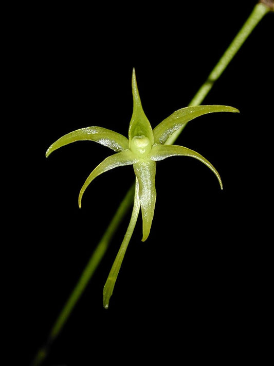 Angraecum calceolus (SPECIES)