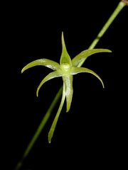 Angraecum calceolus (SPECIES)