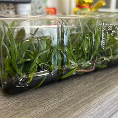 Phalaenopsis lowii FLASK