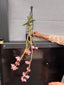 Dendrobium (pendulum 'Black Eyes' X wardianum) Flowering