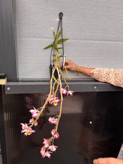 Dendrobium (pendulum 'Black Eyes' X wardianum) Flowering