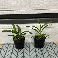 Angraecum calceolus (SPECIES)