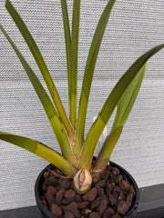 Cym Kimberley Splash 'Tee Pee'