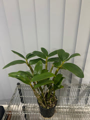 Dendrobium guibertii (Advanced Flowering Size)