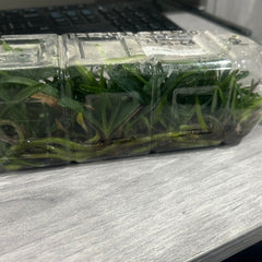 Aerides Inflexa SPECIES FLASK (30+ Plants)