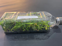 Coelogyne velutina f. white (Species Flask - Plastic Bottle) ex Thailand