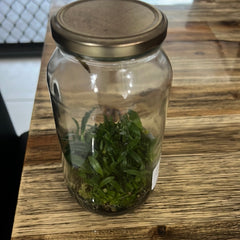 Bulbophyllum barbigerum FLASK