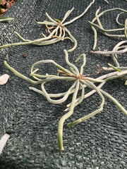 Chiloschista parishii (Rare Leafless Species) IN SPIKE