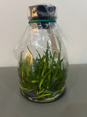 Cattleya mossiae f. coerulea x sib (BH134 Pedra Azul x Xiao Lai) (Species Flask - Conical) ex Taiwan