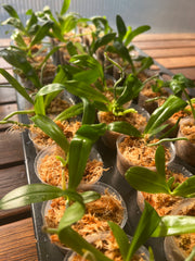 Phalaenopsis amboinensis var. flava stem prop (RARE SPECIES - Fragrant)