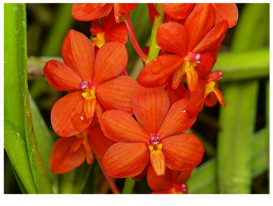 Ascocentrum curvifolium (FLASK OF 30-40 SEEDLINGS)