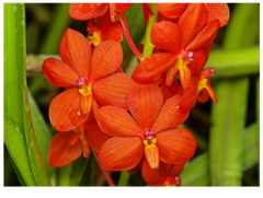 Ascocentrum curvifolium (FLASK OF 30-40 SEEDLINGS)