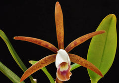 Cattleya araguaiensis