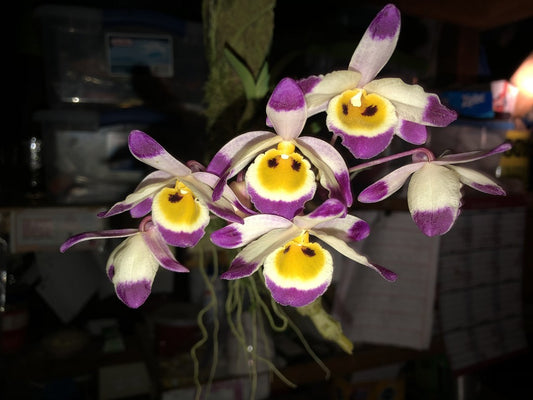 Dendrobium (pendulum 'Black Eyes' X wardianum) Flowering