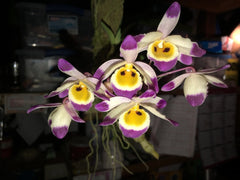 Dendrobium (pendulum 'Black Eyes' X wardianum) Flowering