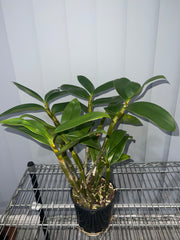 Dendrobium guibertii (Advanced Flowering Size)